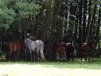 Ponys at The New Forrest