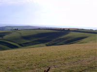 South Dorset Downs: nichts mit down - alles ziemlich hügelig!